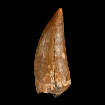 XL 3" Carcharodontosaurus Serrated Fossil Tooth Cretaceous Theropod Dinosaur COA