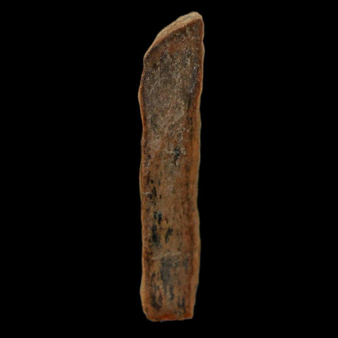 1.5" Tyrannosaurus Rex Fossil Bone Dinosaur Lance Creek Formation Wyoming COA - Fossil Age Minerals