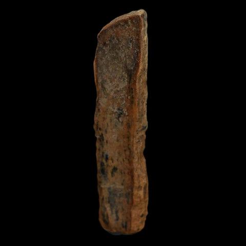 1.5" Tyrannosaurus Rex Fossil Bone Dinosaur Lance Creek Formation Wyoming COA - Fossil Age Minerals