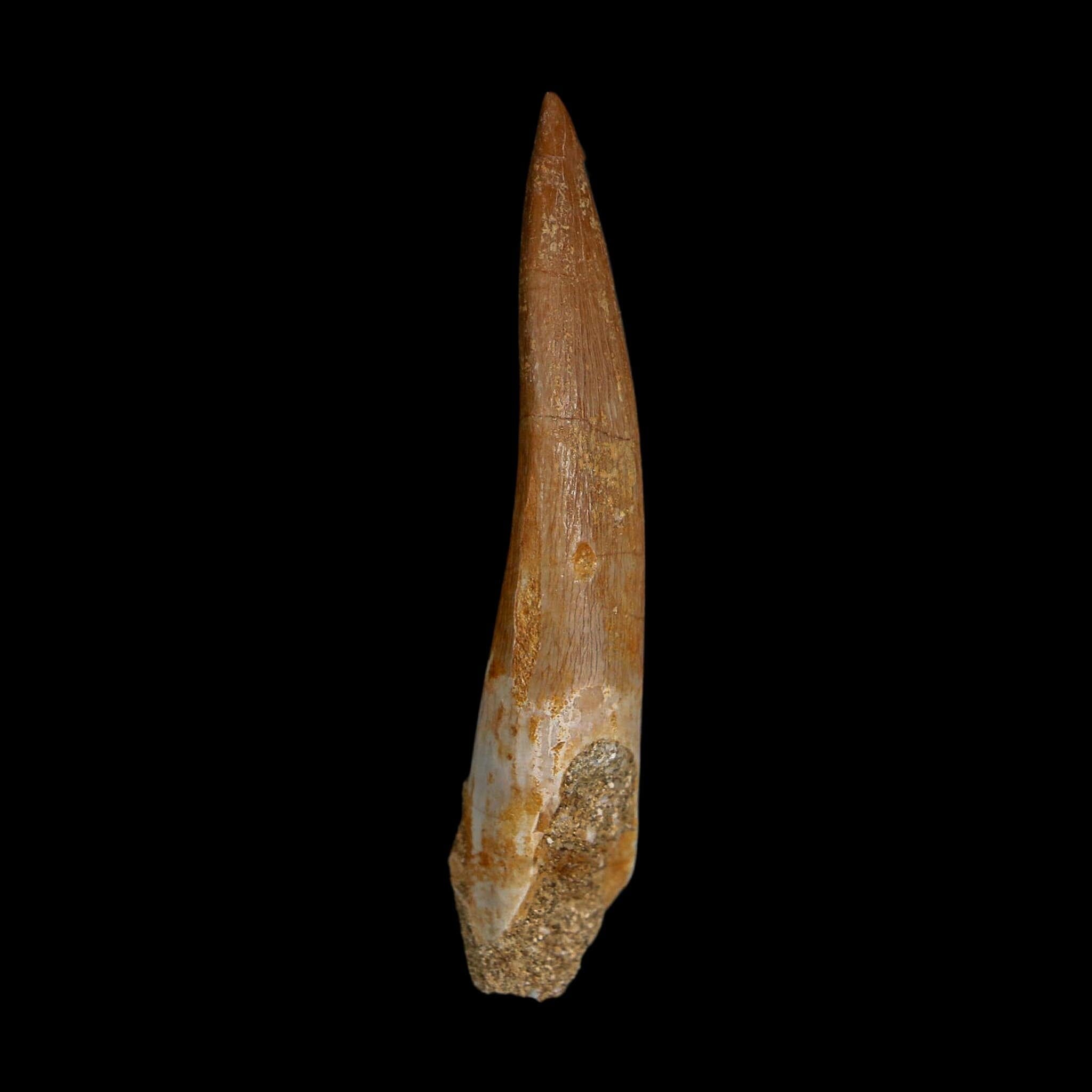 XL 2.2" Plesiosaur Zarafasaura Tooth Fossil Cretaceous Dinosaur Era COA, Stand