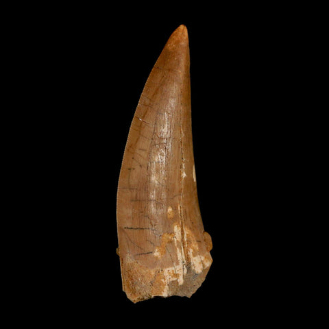 XL 3" Carcharodontosaurus Serrated Fossil Tooth Cretaceous Theropod Dinosaur COA - Fossil Age Minerals