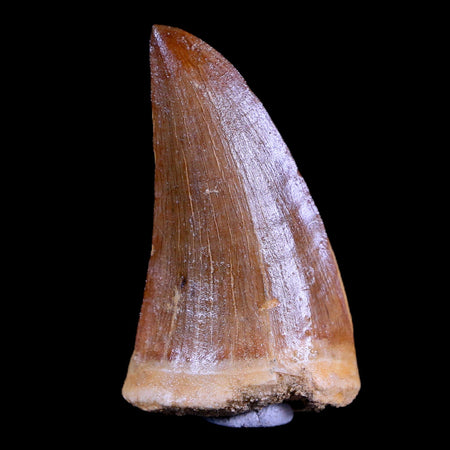 1.8" Tylosaurus Mosasaur Fossil Tooth Cretaceous Dinosaur Era COA, Stand
