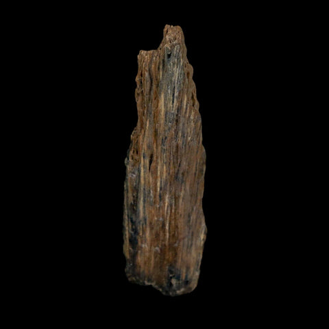 1.4" Tyrannosaurus Rex Fossil Bone Dinosaur Lance Creek Formation Wyoming COA - Fossil Age Minerals