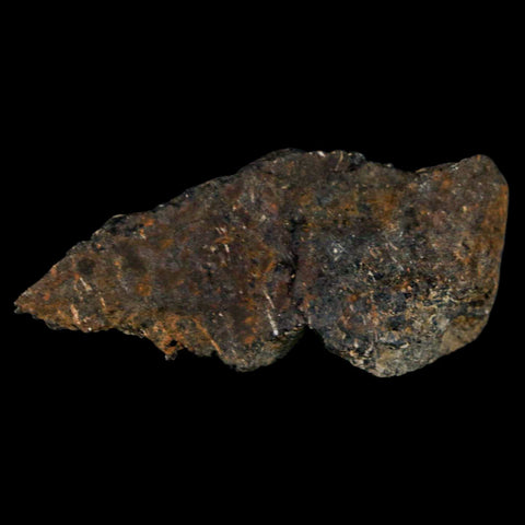 2" Stegosaurus Fossil Bone Morrison Formation Wyoming Jurassic Age Dinosaur COA - Fossil Age Minerals