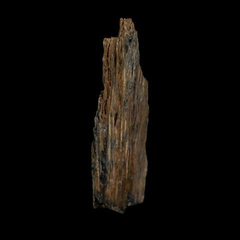 1.4" Tyrannosaurus Rex Fossil Bone Dinosaur Lance Creek Formation Wyoming COA - Fossil Age Minerals