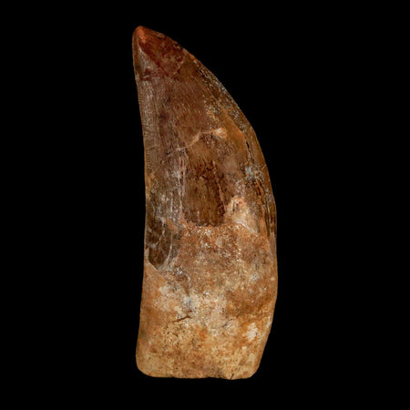 XL 3.2" Carcharodontosaurus Serrated Fossil Tooth Cretaceous Theropod Dinosaur COA