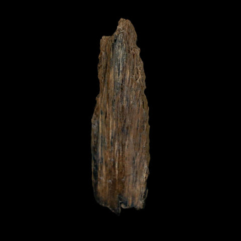1.4" Tyrannosaurus Rex Fossil Bone Dinosaur Lance Creek Formation Wyoming COA - Fossil Age Minerals