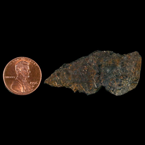 2" Stegosaurus Fossil Bone Morrison Formation Wyoming Jurassic Age Dinosaur COA - Fossil Age Minerals