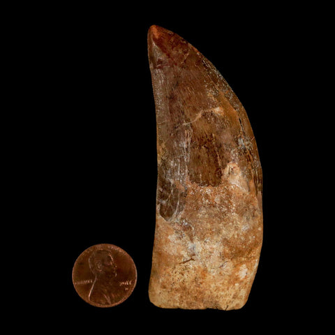 XL 3.2" Carcharodontosaurus Serrated Fossil Tooth Cretaceous Theropod Dinosaur COA - Fossil Age Minerals