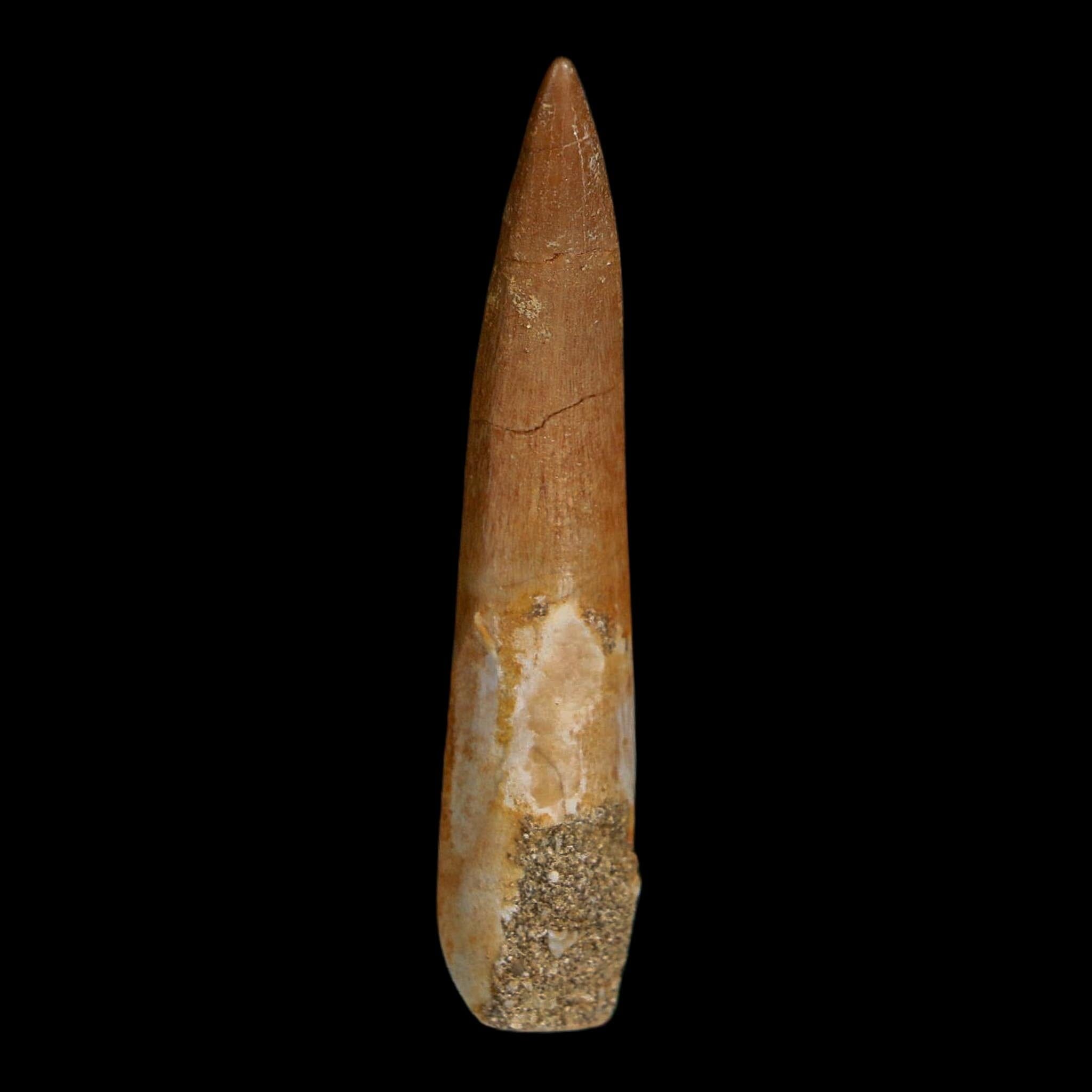 XL 2.2" Plesiosaur Zarafasaura Tooth Fossil Cretaceous Dinosaur Era COA, Stand