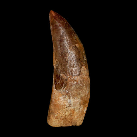 XL 3.2" Carcharodontosaurus Serrated Fossil Tooth Cretaceous Theropod Dinosaur COA - Fossil Age Minerals