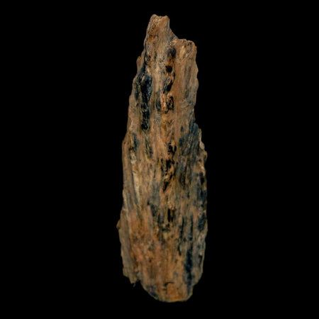 1.4" Tyrannosaurus Rex Fossil Bone Dinosaur Lance Creek Formation Wyoming COA