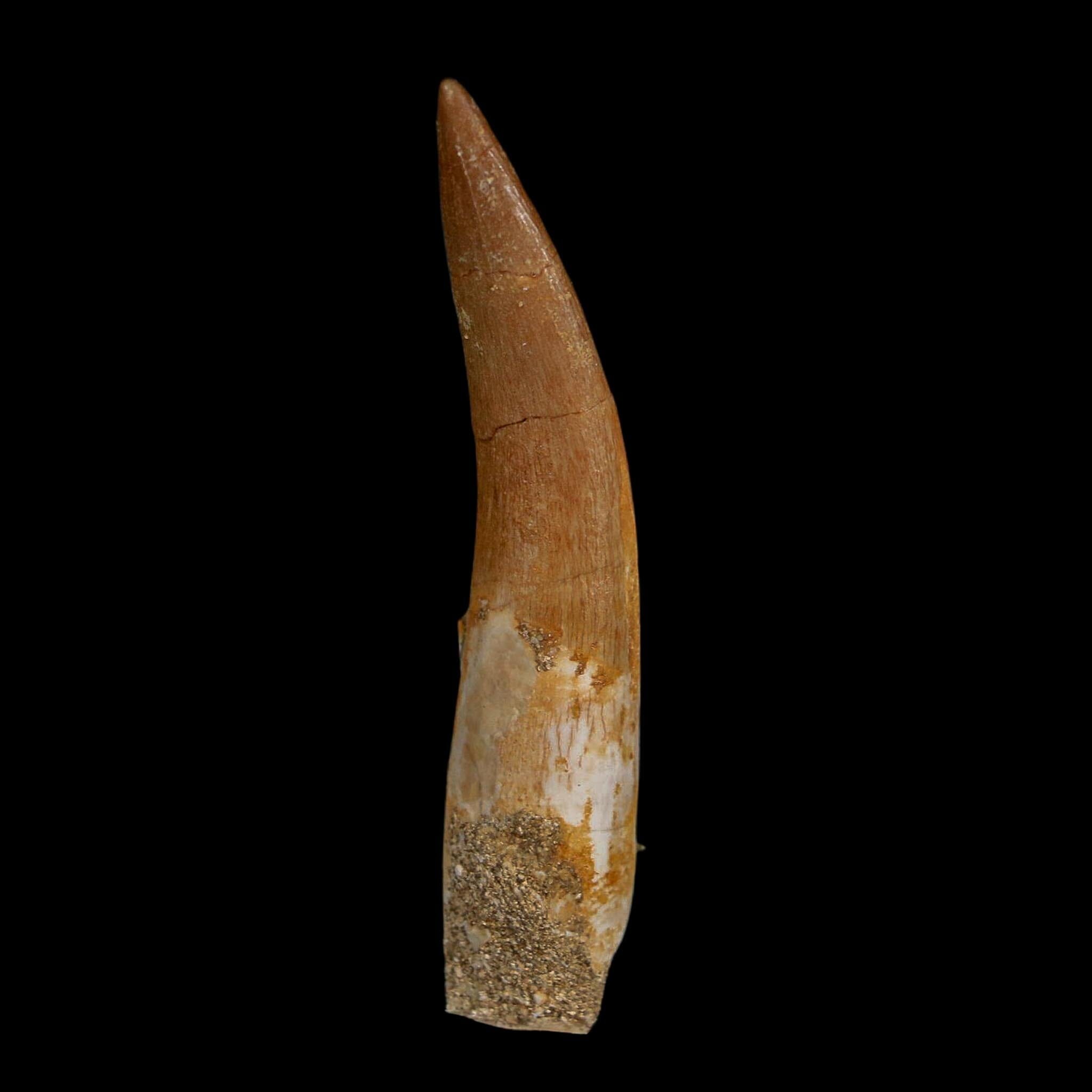 XL 2.2" Plesiosaur Zarafasaura Tooth Fossil Cretaceous Dinosaur Era COA, Stand