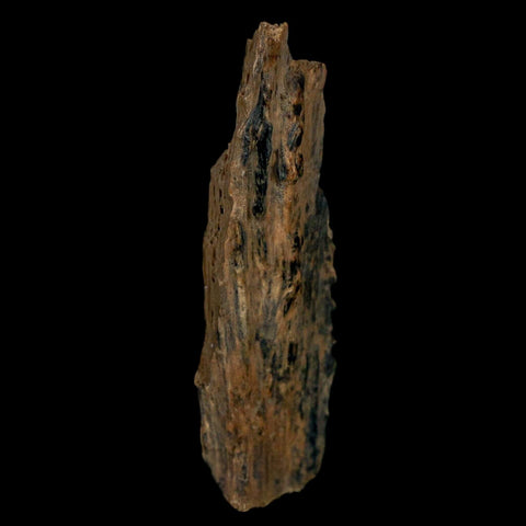 1.4" Tyrannosaurus Rex Fossil Bone Dinosaur Lance Creek Formation Wyoming COA - Fossil Age Minerals
