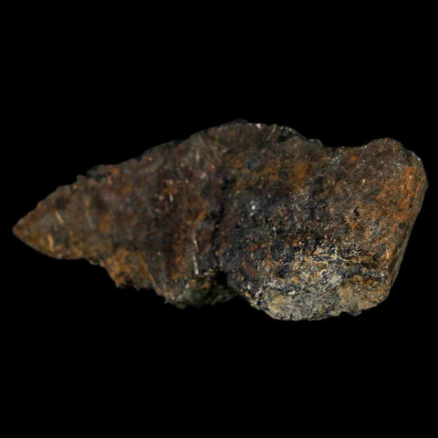 2" Stegosaurus Fossil Bone Morrison Formation Wyoming Jurassic Age Dinosaur COA - Fossil Age Minerals