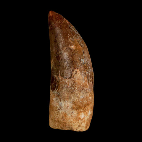XL 3.2" Carcharodontosaurus Serrated Fossil Tooth Cretaceous Theropod Dinosaur COA - Fossil Age Minerals