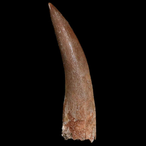 XL 2.2" Plesiosaur Zarafasaura Tooth Fossil Cretaceous Dinosaur Era COA, Stand - Fossil Age Minerals