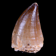 XL 2.1" Mosasaur Prognathodon Fossil Tooth Cretaceous Dinosaur Era COA & Stand