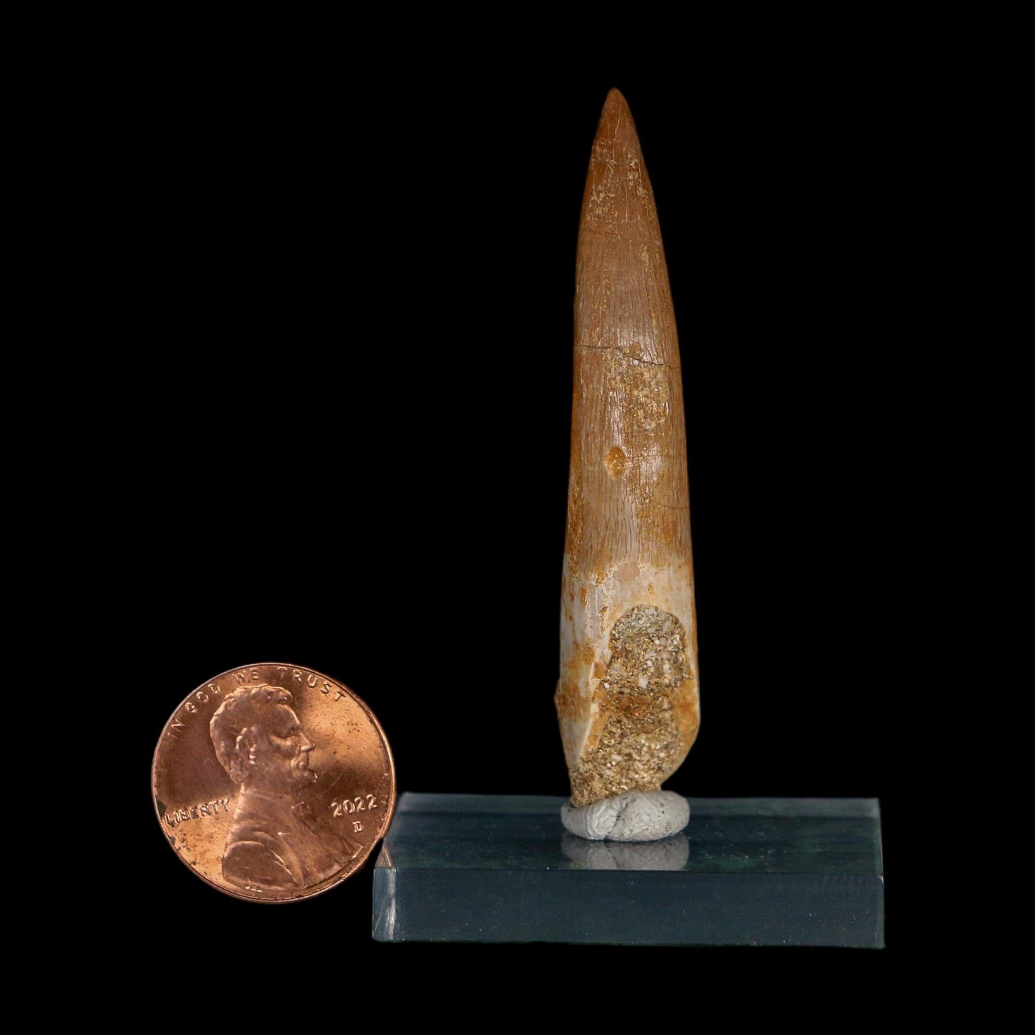 XL 2.2" Plesiosaur Zarafasaura Tooth Fossil Cretaceous Dinosaur Era COA, Stand