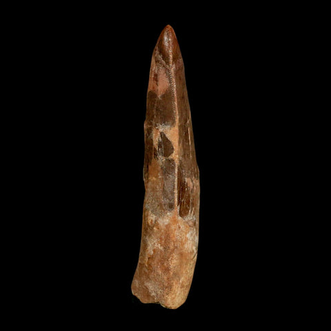 XL 3.2" Carcharodontosaurus Serrated Fossil Tooth Cretaceous Theropod Dinosaur COA - Fossil Age Minerals