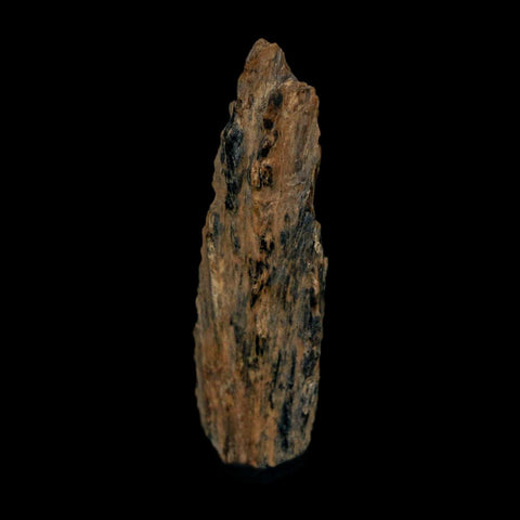 1.4" Tyrannosaurus Rex Fossil Bone Dinosaur Lance Creek Formation Wyoming COA - Fossil Age Minerals