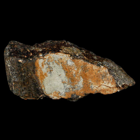 2" Stegosaurus Fossil Bone Morrison Formation Wyoming Jurassic Age Dinosaur COA - Fossil Age Minerals