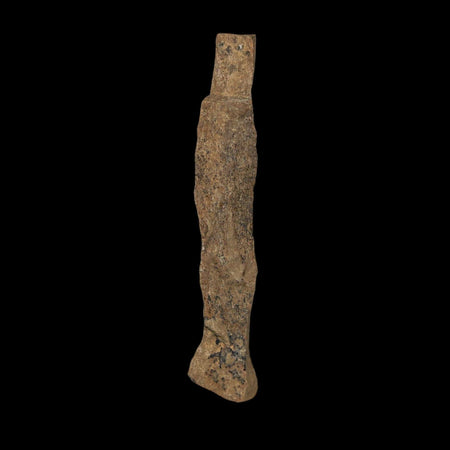 2" Tyrannosaurus Rex Fossil Bone Dinosaur Lance Creek Formation Wyoming COA