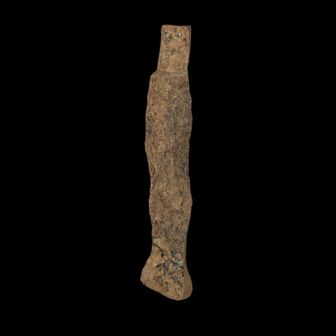 2" Tyrannosaurus Rex Fossil Bone Dinosaur Lance Creek Formation Wyoming COA - Fossil Age Minerals