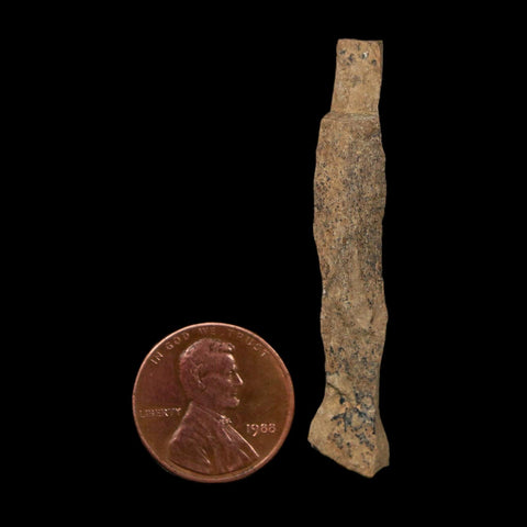 2" Tyrannosaurus Rex Fossil Bone Dinosaur Lance Creek Formation Wyoming COA - Fossil Age Minerals