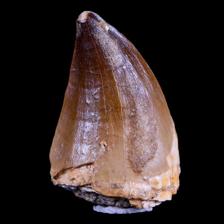 XL 2.1" Mosasaur Prognathodon Fossil Tooth Cretaceous Dinosaur Era COA & Stand