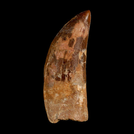 XL 3.2" Carcharodontosaurus Serrated Fossil Tooth Cretaceous Theropod Dinosaur COA