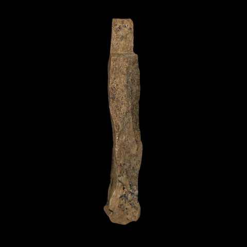 2" Tyrannosaurus Rex Fossil Bone Dinosaur Lance Creek Formation Wyoming COA - Fossil Age Minerals