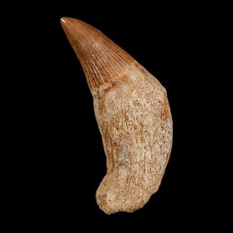 1.6" Mosasaur Platecarpus Fossil Tooth Rooted Cretaceous Dinosaur Era COA