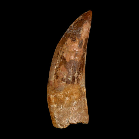 XL 3.2" Carcharodontosaurus Serrated Fossil Tooth Cretaceous Theropod Dinosaur COA - Fossil Age Minerals