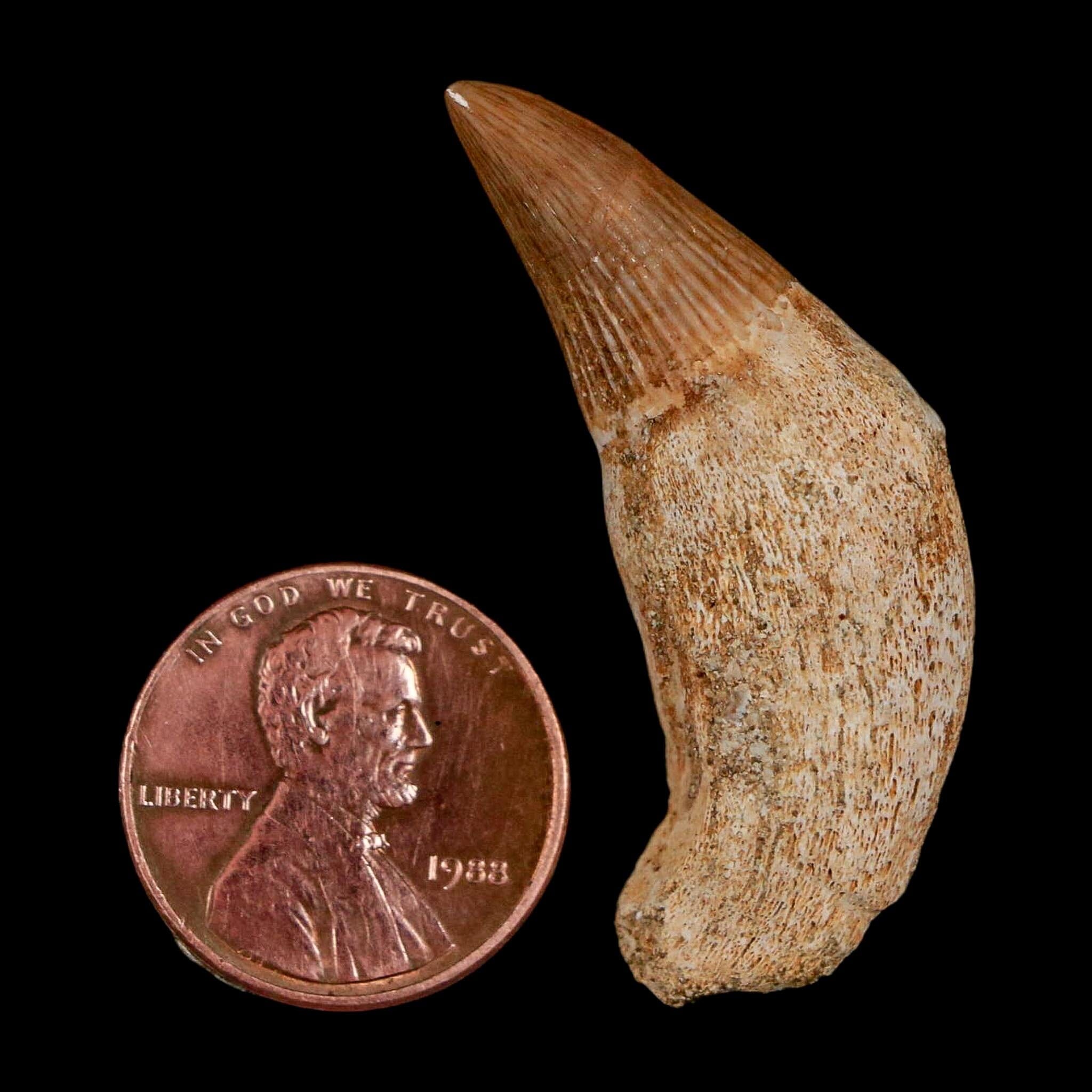 1.6" Mosasaur Platecarpus Fossil Tooth Rooted Cretaceous Dinosaur Era COA - Fossil Age Minerals