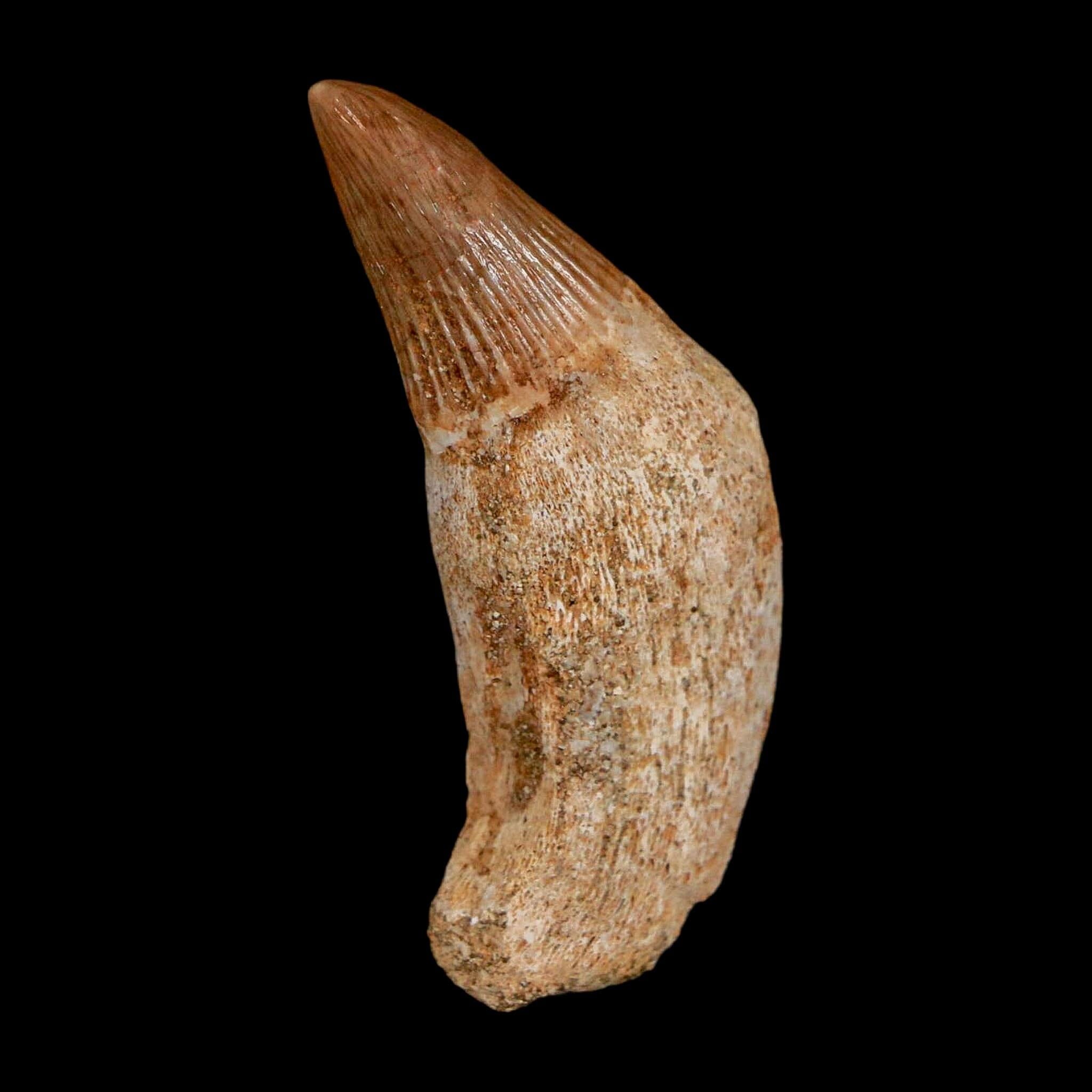 1.6" Mosasaur Platecarpus Fossil Tooth Rooted Cretaceous Dinosaur Era COA - Fossil Age Minerals