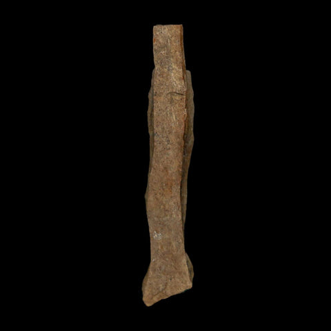 2" Tyrannosaurus Rex Fossil Bone Dinosaur Lance Creek Formation Wyoming COA - Fossil Age Minerals