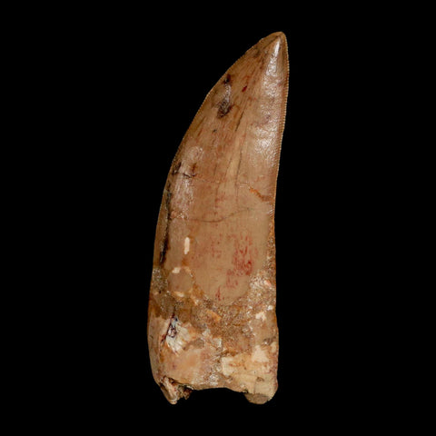 XL 3.5" Carcharodontosaurus Serrated Fossil Tooth Cretaceous Theropod Dinosaur COA - Fossil Age Minerals