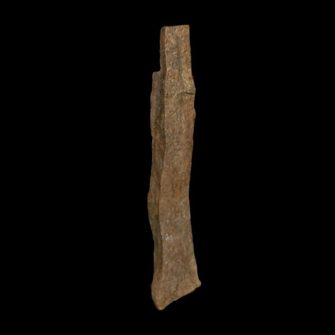 2" Tyrannosaurus Rex Fossil Bone Dinosaur Lance Creek Formation Wyoming COA - Fossil Age Minerals