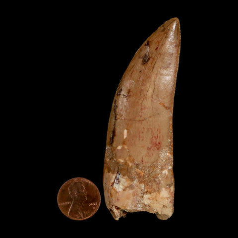 XL 3.5" Carcharodontosaurus Serrated Fossil Tooth Cretaceous Theropod Dinosaur COA - Fossil Age Minerals