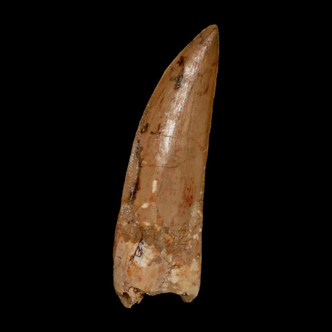 XL 3.5" Carcharodontosaurus Serrated Fossil Tooth Cretaceous Theropod Dinosaur COA - Fossil Age Minerals