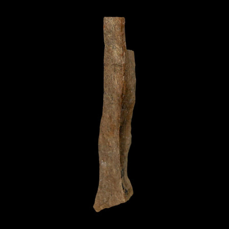 2" Tyrannosaurus Rex Fossil Bone Dinosaur Lance Creek Formation Wyoming COA