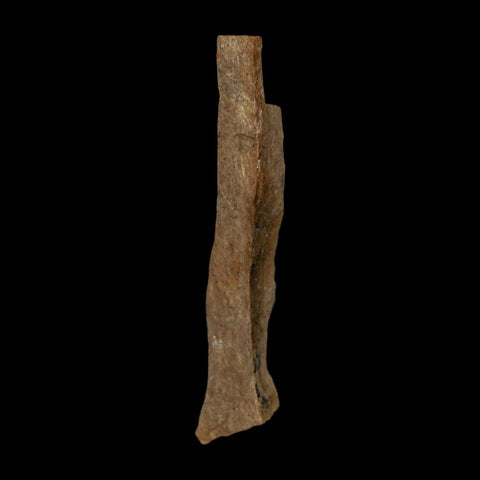 2" Tyrannosaurus Rex Fossil Bone Dinosaur Lance Creek Formation Wyoming COA - Fossil Age Minerals