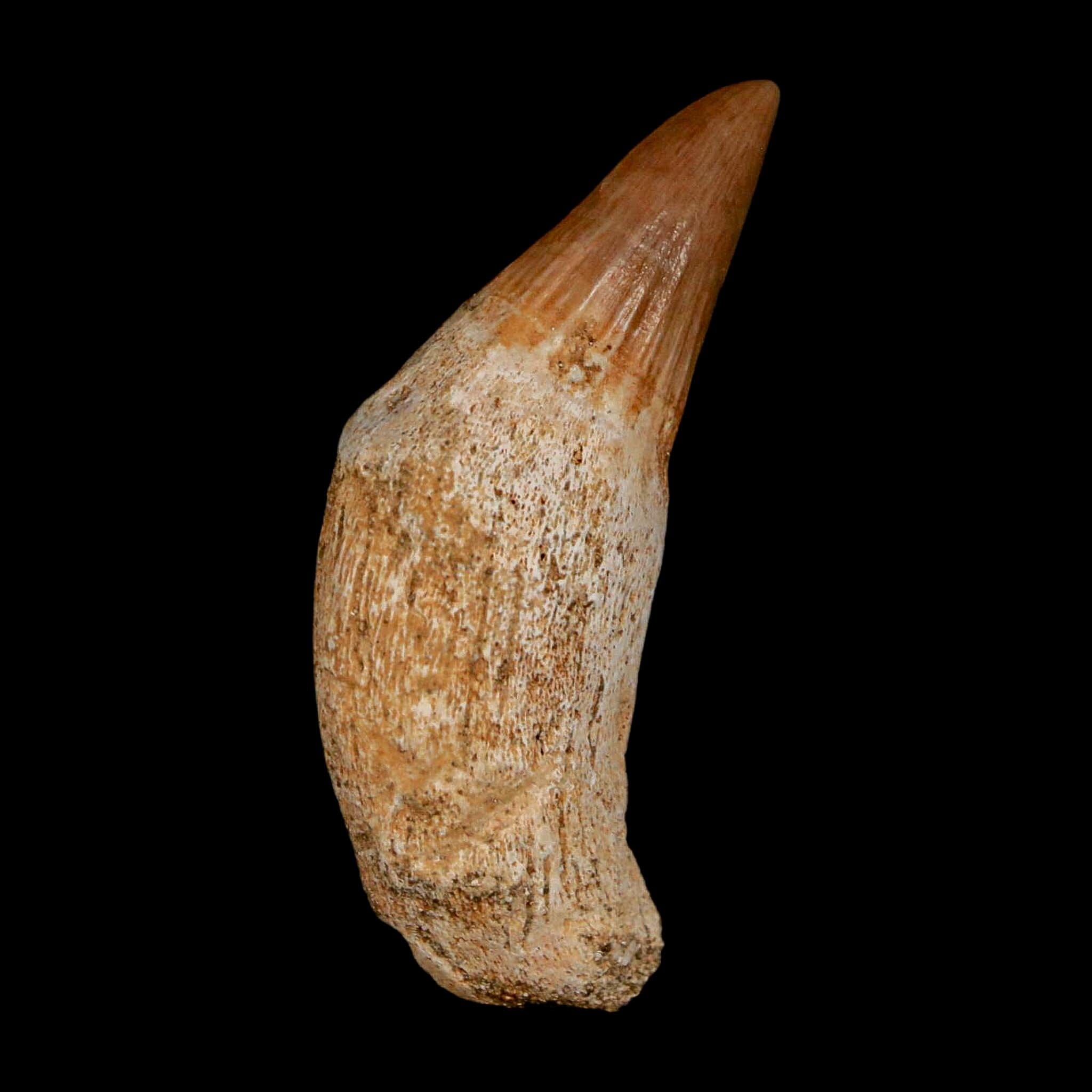 1.6" Mosasaur Platecarpus Fossil Tooth Rooted Cretaceous Dinosaur Era COA - Fossil Age Minerals