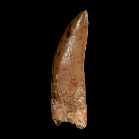 XL 3.5" Carcharodontosaurus Serrated Fossil Tooth Cretaceous Theropod Dinosaur COA - Fossil Age Minerals