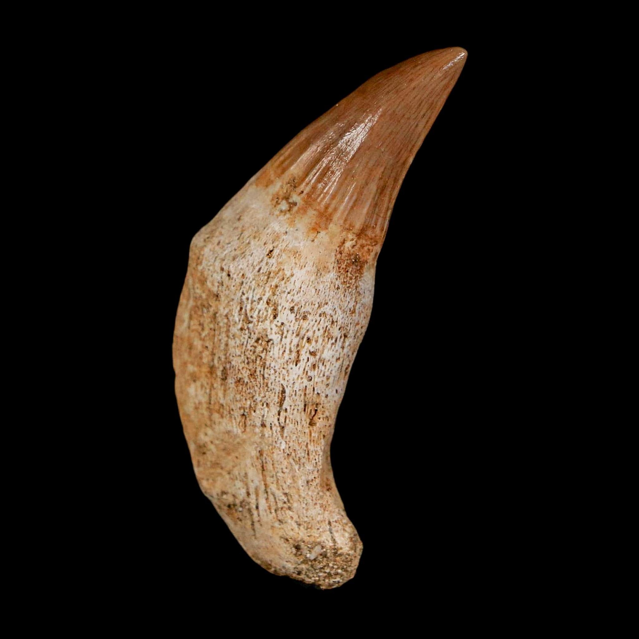 1.6" Mosasaur Platecarpus Fossil Tooth Rooted Cretaceous Dinosaur Era COA - Fossil Age Minerals