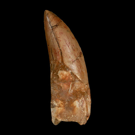 XL 3.5" Carcharodontosaurus Serrated Fossil Tooth Cretaceous Theropod Dinosaur COA