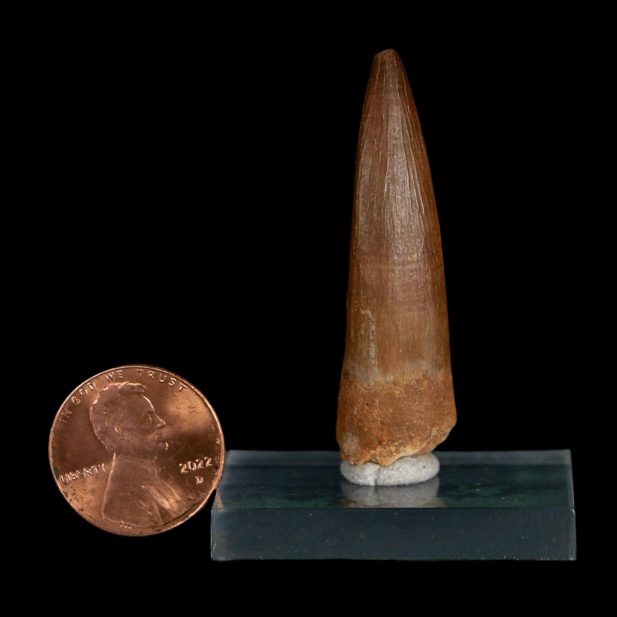 1.8" Plesiosaur Zarafasaura Tooth Fossil Cretaceous Dinosaur Era COA, Stand