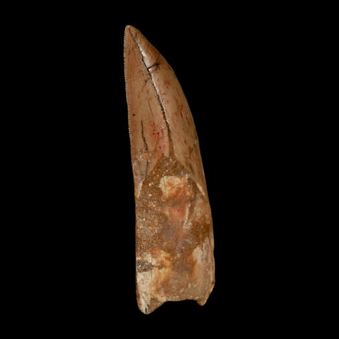 XL 3.5" Carcharodontosaurus Serrated Fossil Tooth Cretaceous Theropod Dinosaur COA - Fossil Age Minerals