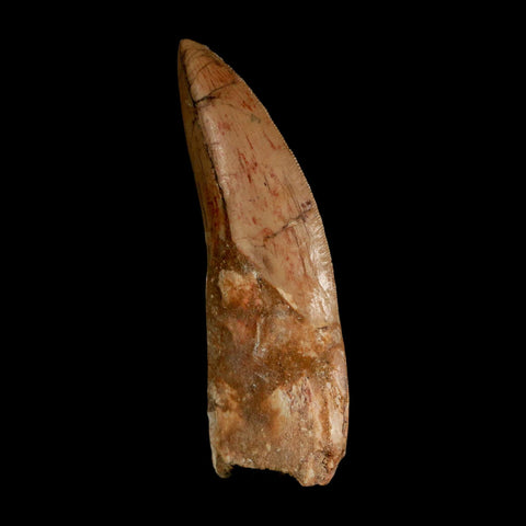 XL 3.5" Carcharodontosaurus Serrated Fossil Tooth Cretaceous Theropod Dinosaur COA - Fossil Age Minerals